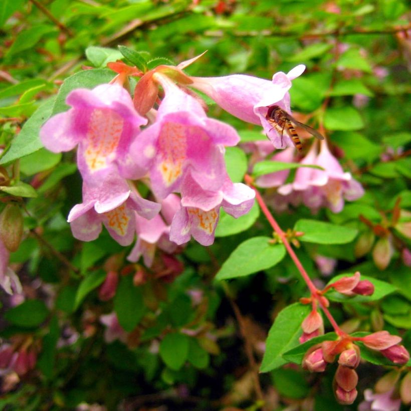 Abelia parviflora Bumble Bee (Blüte)