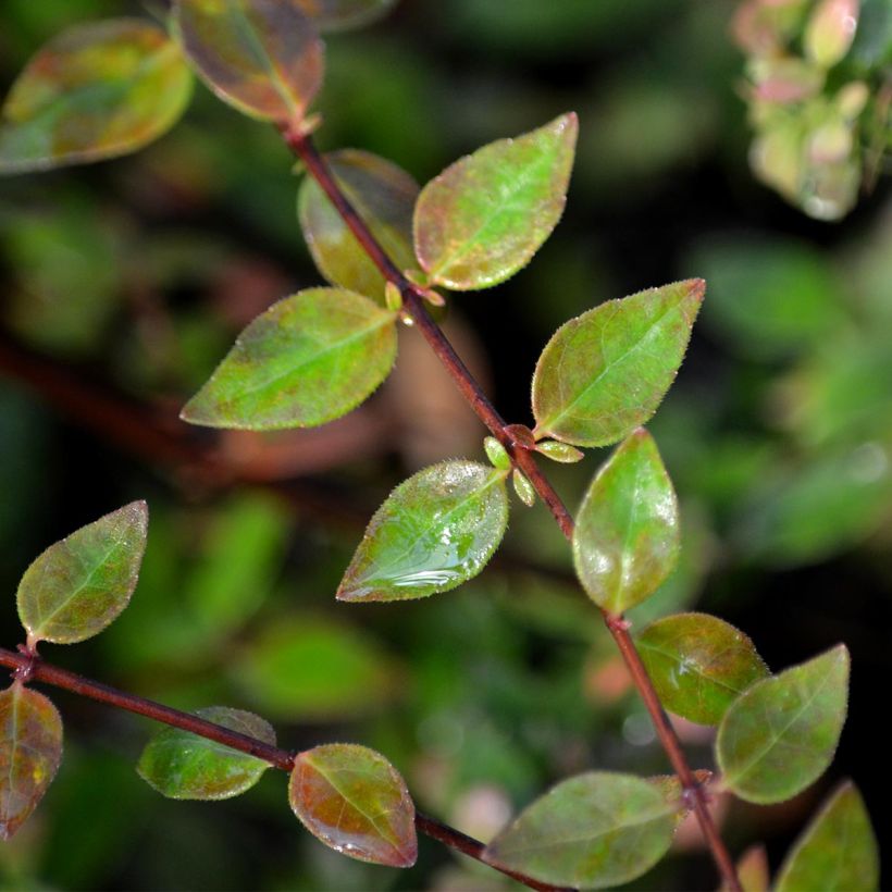 Abelia grandiflora Petite Garden Minedward (Laub)