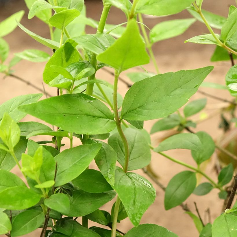 Abelia Raspberry Profusion (Laub)