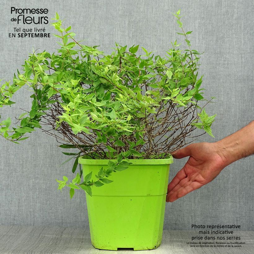 Exemplar von Abelia (x) grandiflora Happy Daydream  Pot de 7,5L/10L wie im Herbst geliefert