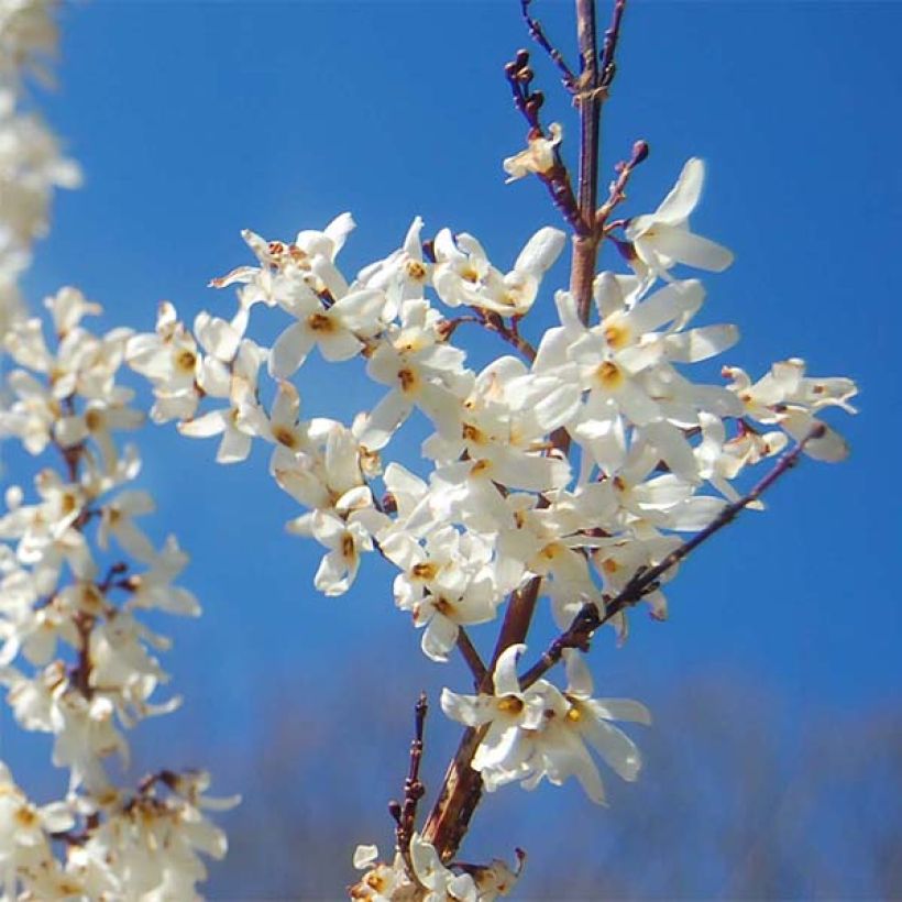 Abeliophyllum distichum - Schneeforsythie (Blüte)