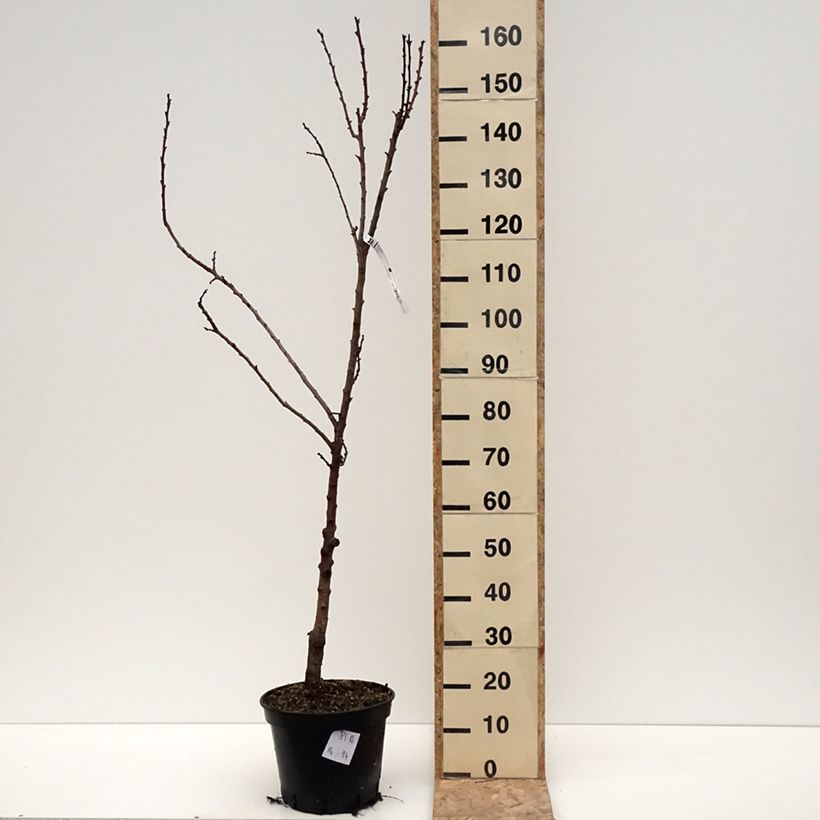 Exemplar von Aprikose Bergeval - Prunus armeniaca Topf mit 7,5L/10L, Gobelet-FormGelieferte Höhe ca. 140/160cm wie im Winter geliefert