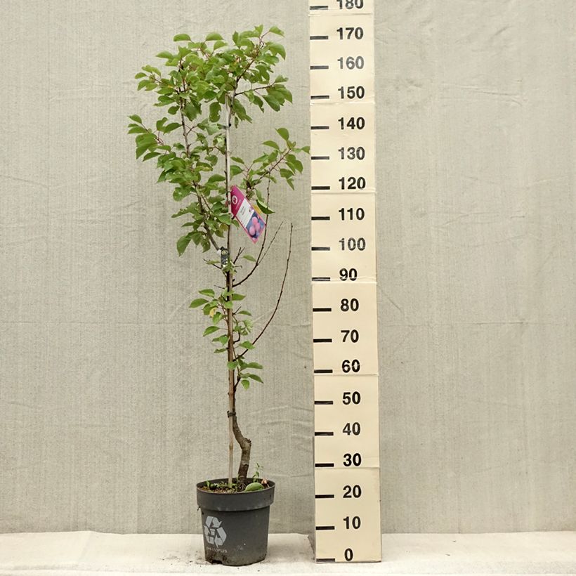 Exemplar von Aprikose Goldrich - Prunus armeniaca Topf mit 7,5L/10L, Gobelet-FormGelieferte Höhe ca. 125/150cm wie im Sommer geliefert