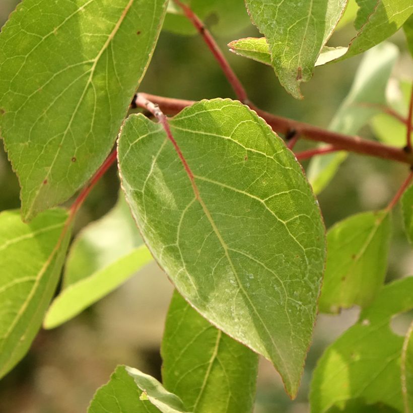 Aprikose Goldrich - Prunus armeniaca (Laub)