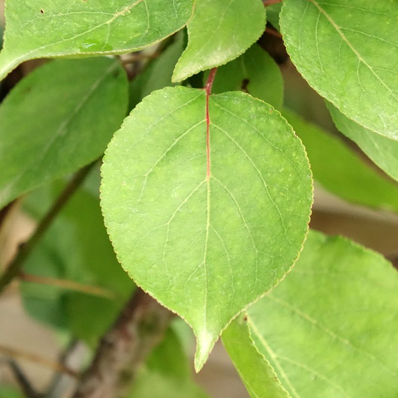 Aprikose Hargrand - Prunus armeniaca (Laub)