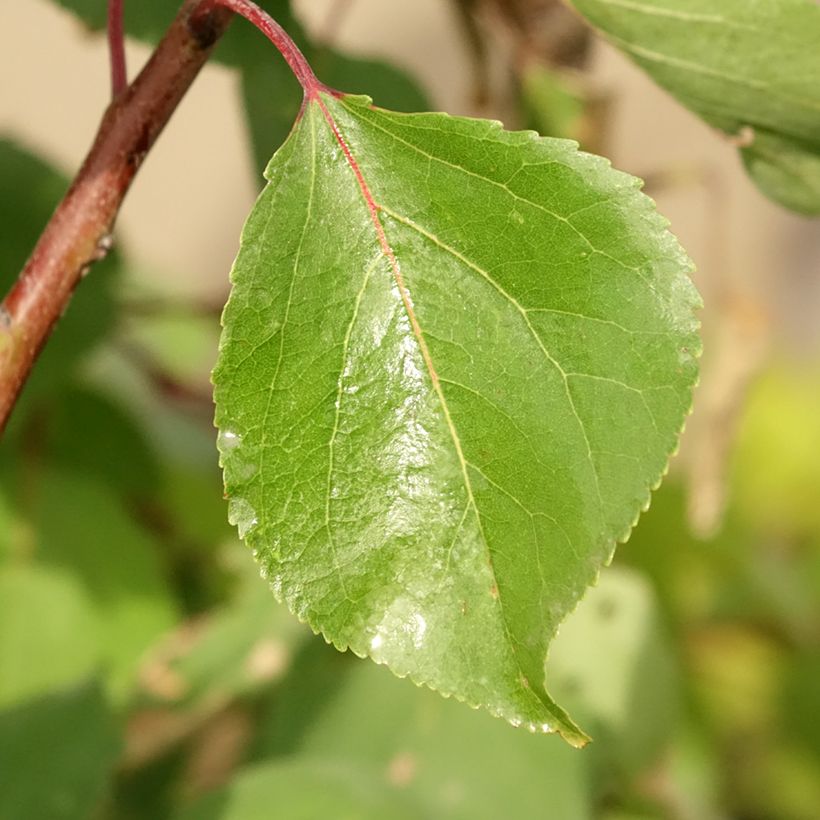 Aprikose Luizet - Prunus armeniaca (Laub)