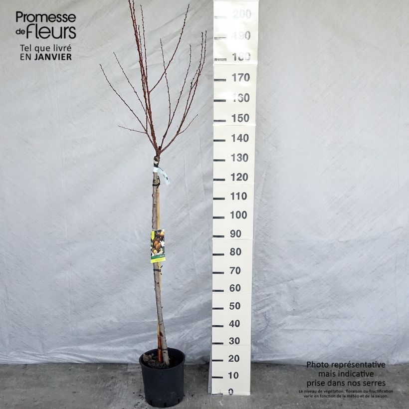 Exemplar von Aprikose Polonais - Prunus armeniaca wie im Winter geliefert