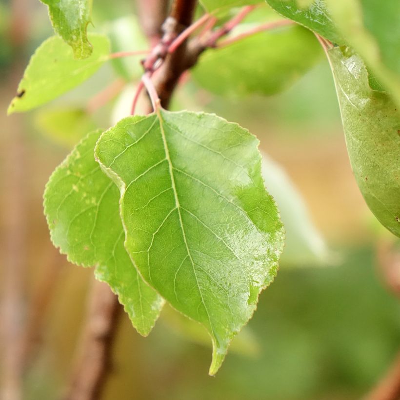 Aprikose Polonais - Prunus armeniaca (Laub)