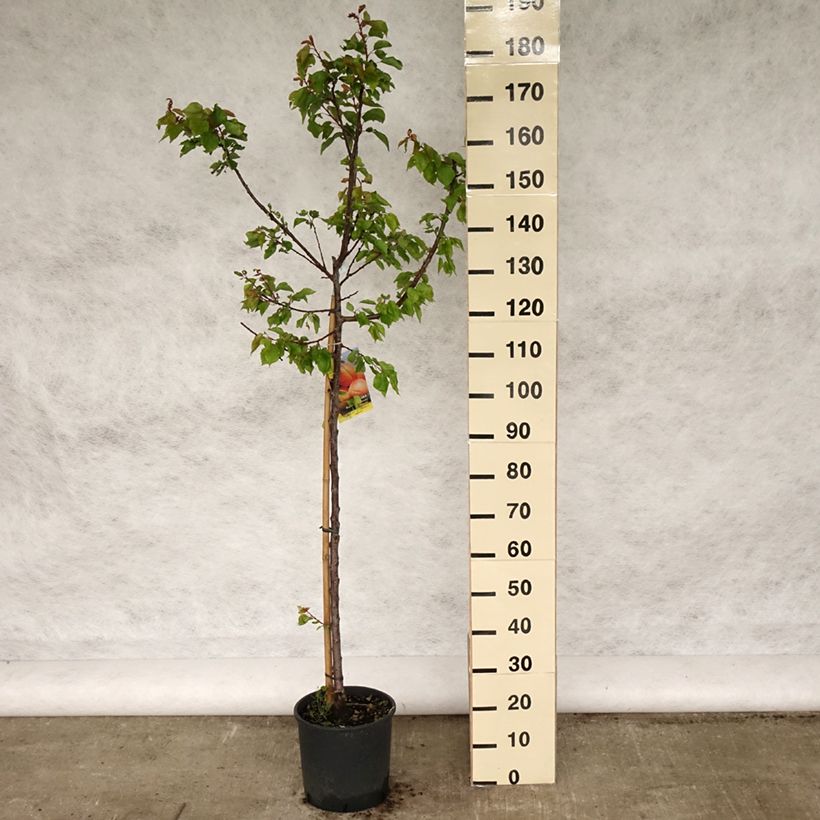 Exemplar von Aprikose Polonais - Prunus armeniaca Topf mit 7,5L/10L, Gobelet-FormGelieferte Höhe ca. 140/160cm wie im Frühjahr geliefert