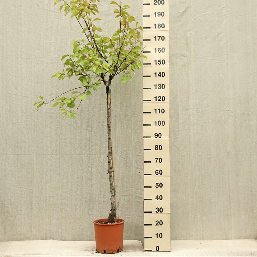 Exemplar von Aprikose Bulida - Prunus armeniaca Topf mit 7,5L/10L, Halbstamm wie im Sommer geliefert