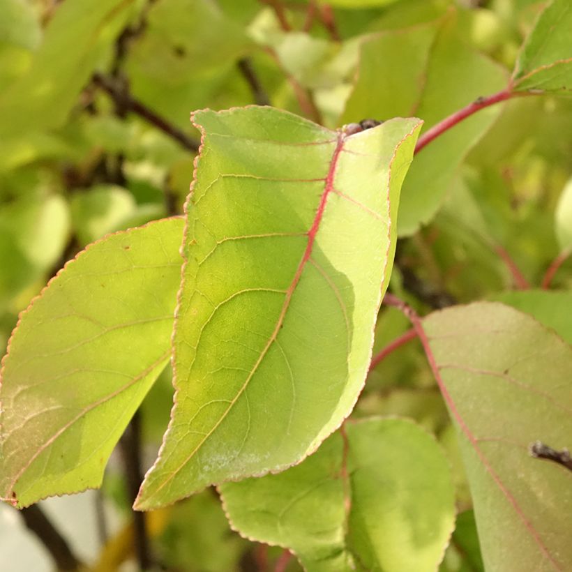 Aprikose Bulida - Prunus armeniaca (Laub)