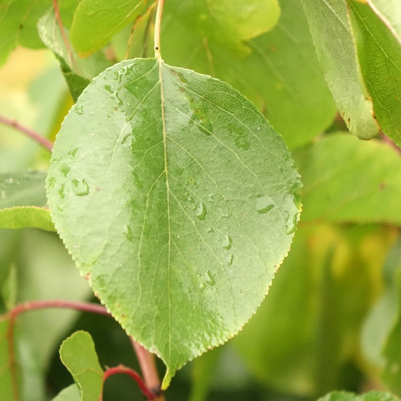 Aprikose Meilleur de Hongrie - Prunus armeniaca (Laub)