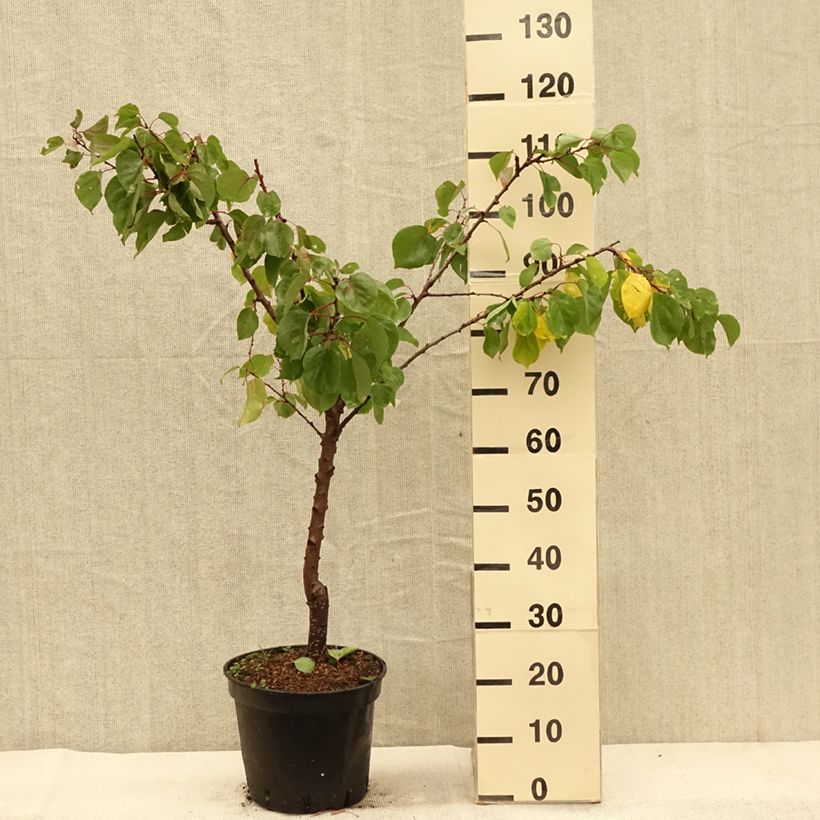 Exemplar von Abricotier -Prunus armeniaca Meilleur de Hongrie - Pot de 7,5L/10L - 1014 wie im Herbst geliefert