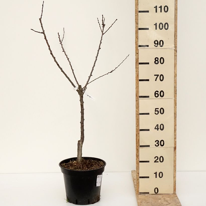 Exemplar von Aprikose Meilleur de Hongrie - Prunus armeniaca Topf mit 7,5L/10L, Gobelet-FormGelieferte Höhe ca. 125/150cm wie im Winter geliefert