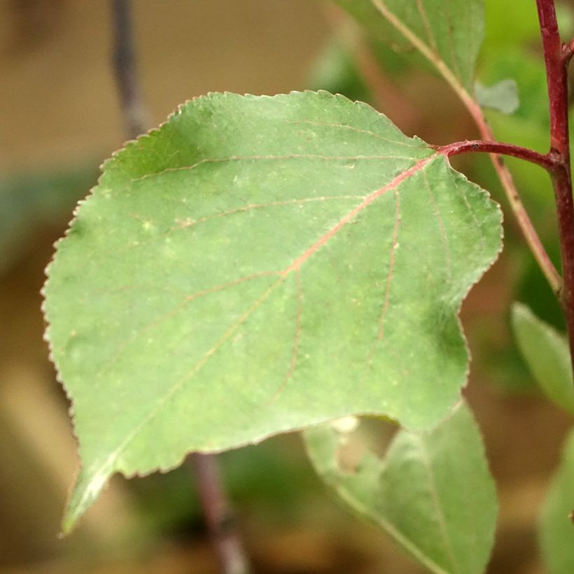 Aprikose Peche de Nancy - Prunus armeniaca (Laub)