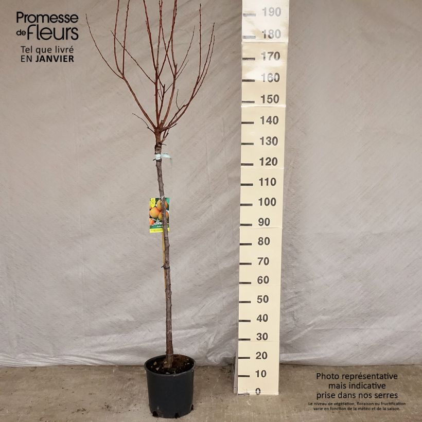 Exemplar von Abricotier - Prunus armeniaca Peche Nancy Demi-tige en pot de 7,5l/10l wie im Winter geliefert