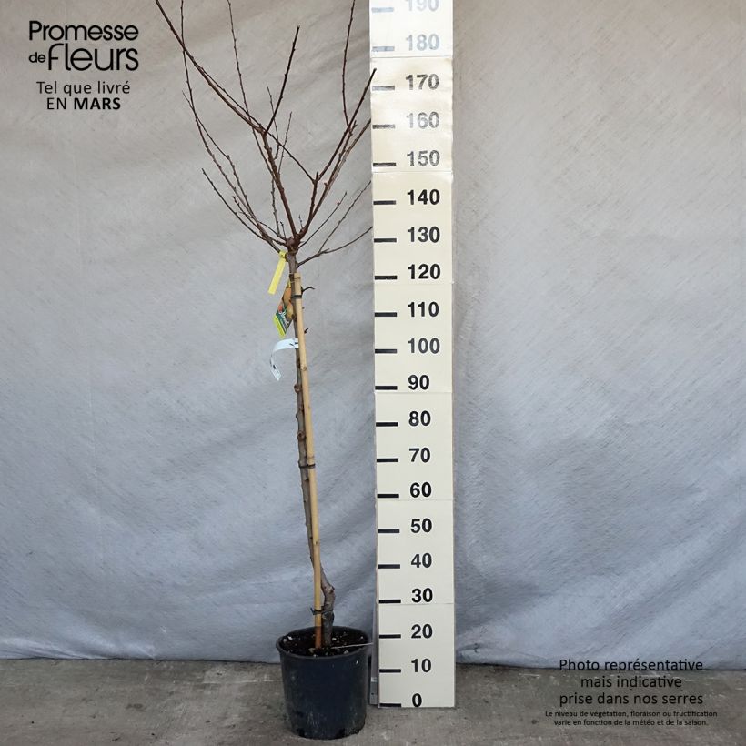 Exemplar von Aprikose Peche de Nancy - Prunus armeniaca Topf mit 7,5L/10L, HalbstammGelieferte Höhe ca. 200/220cm wie im Frühjahr geliefert