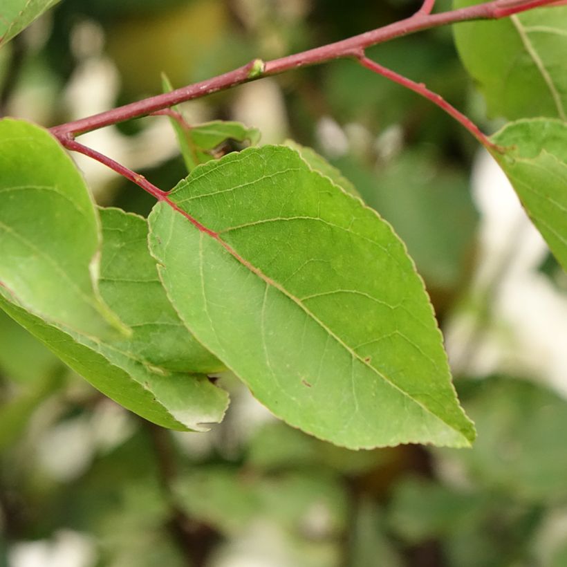 Aprikose Royal - Prunus armeniaca (Laub)