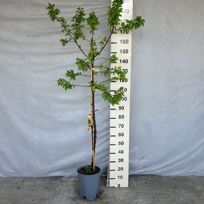 Exemplar von Aprikose Royal - Prunus armeniaca Topf mit 7,5L/10L, Halbstamm wie im Frühjahr geliefert