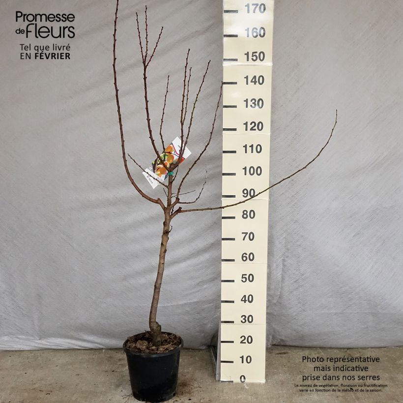 Exemplar von Aprikose Royal - Prunus armeniaca Topf mit 7,5L/10L, Gobelet-FormGelieferte Höhe ca. 140/160cm wie im Winter geliefert