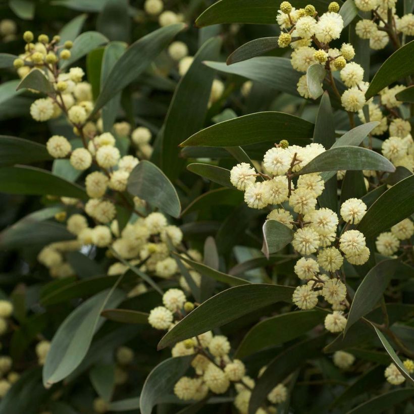 Acacia melanoxylon - Schwarzholz-Akazie (Blüte)