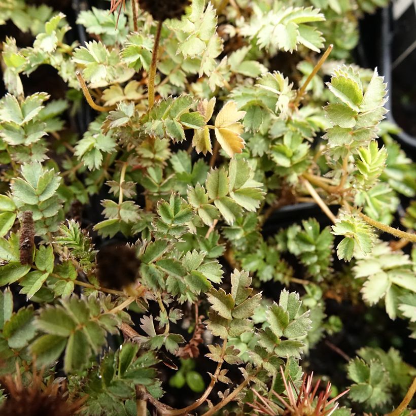 Acaena microphylla Dichte Matte - Stachelnüßchen (Laub)