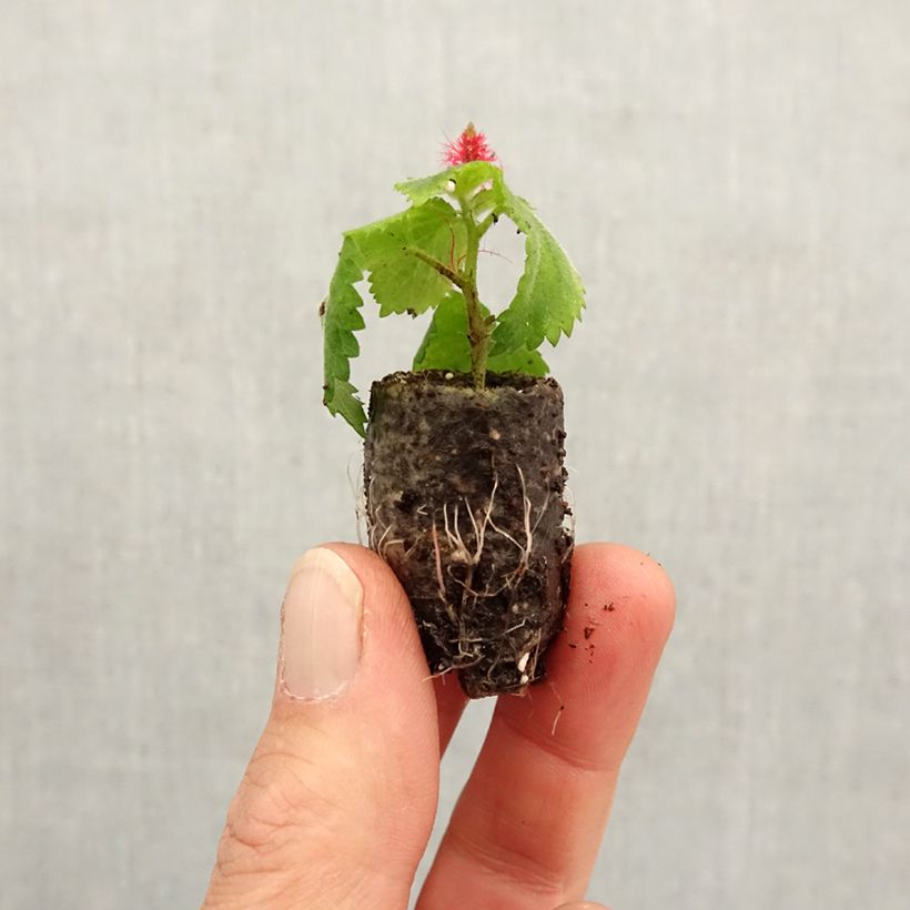 Exemplar von Acalypha pendula Foxie - Acalypha Chenille  Mini-motte 2,5 cm wie im Frühjahr geliefert