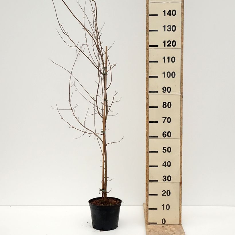 Exemplar von Dreispitz-Ahorn - Acer buergerianum Topf mit 4L/5LGelieferte Höhe ca. 180/200cm wie im Winter geliefert