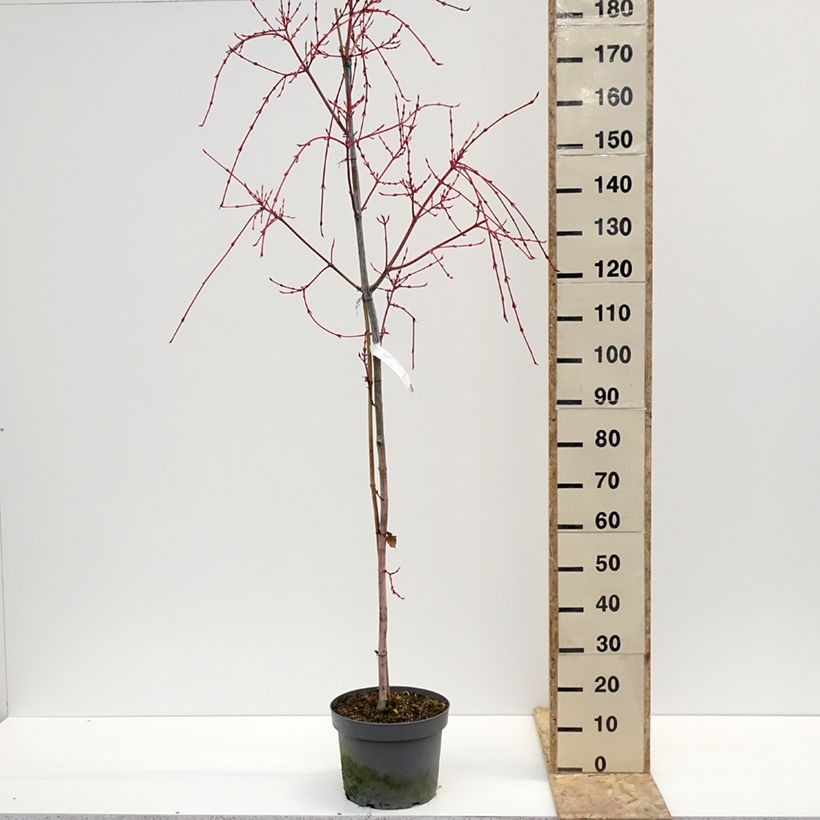 Exemplar von Strauchahorn Red Flamingo - Acer conspicuum Topf mit 7,5L/10LGelieferte Höhe ca. 60/80cm wie im Winter geliefert