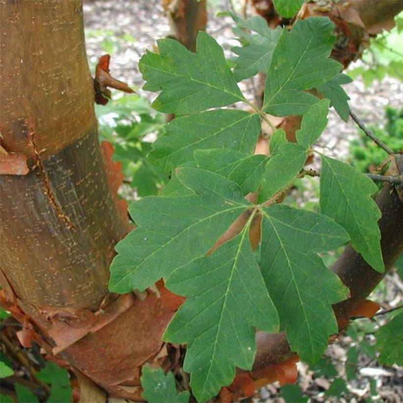 Zimt-Ahorn - Acer griseum (Laub)