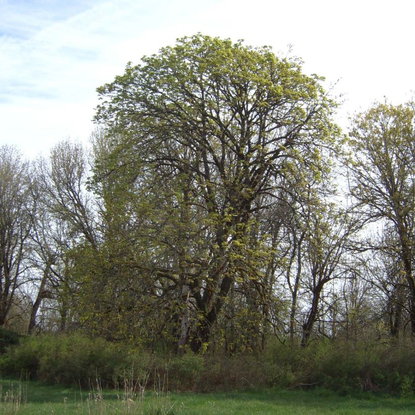 Großblättriger Ahorn - Acer macrophyllum (Hafen)