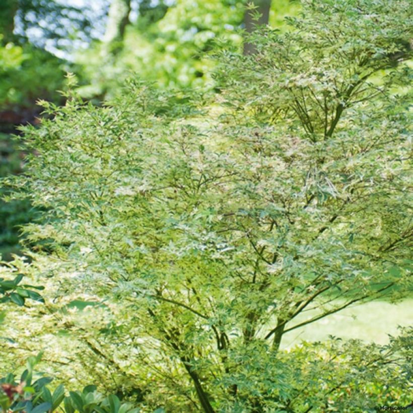 Fächerahorn Butterfly - Acer palmatum (Hafen)