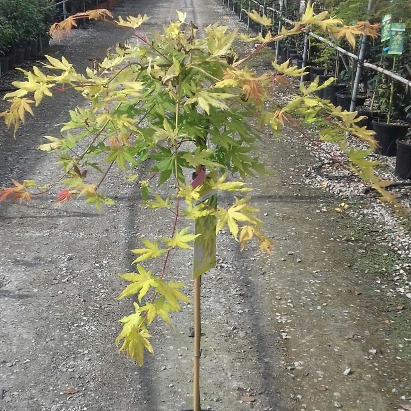 Fächerahorn Cascade Gold - Acer palmatum (Laub)