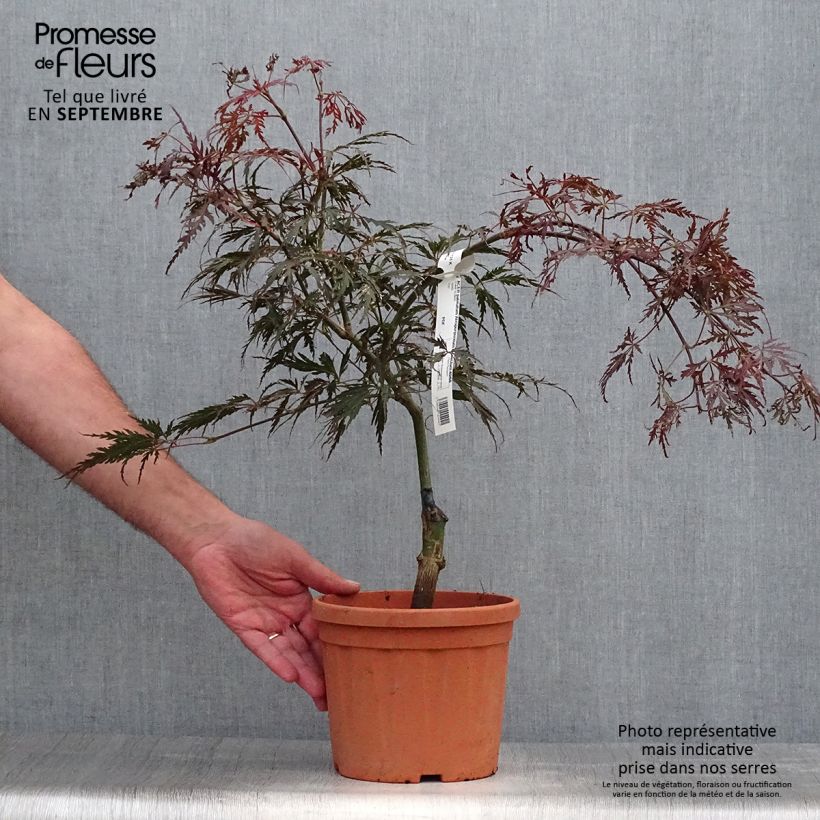 Exemplar von Fächerahorn Dissectum Atropurpureum - Acer palmatum wie im Herbst geliefert