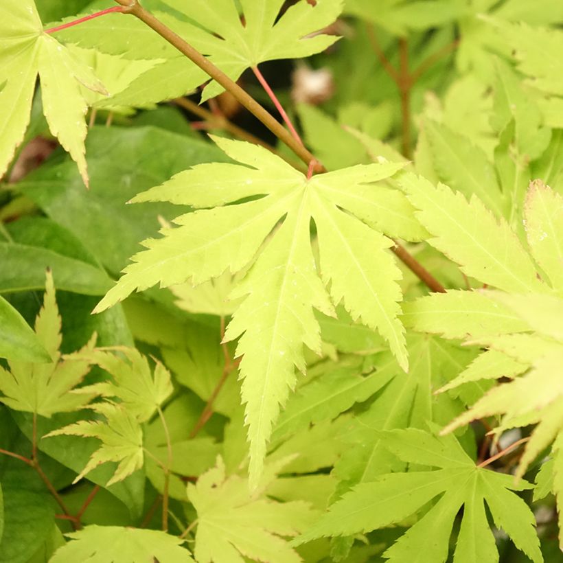 Fächerahorn Orange Dream - Acer palmatum (Laub)