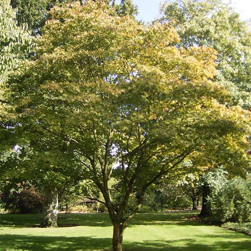 Fächerahorn Osakazuki - Acer palmatum (Hafen)