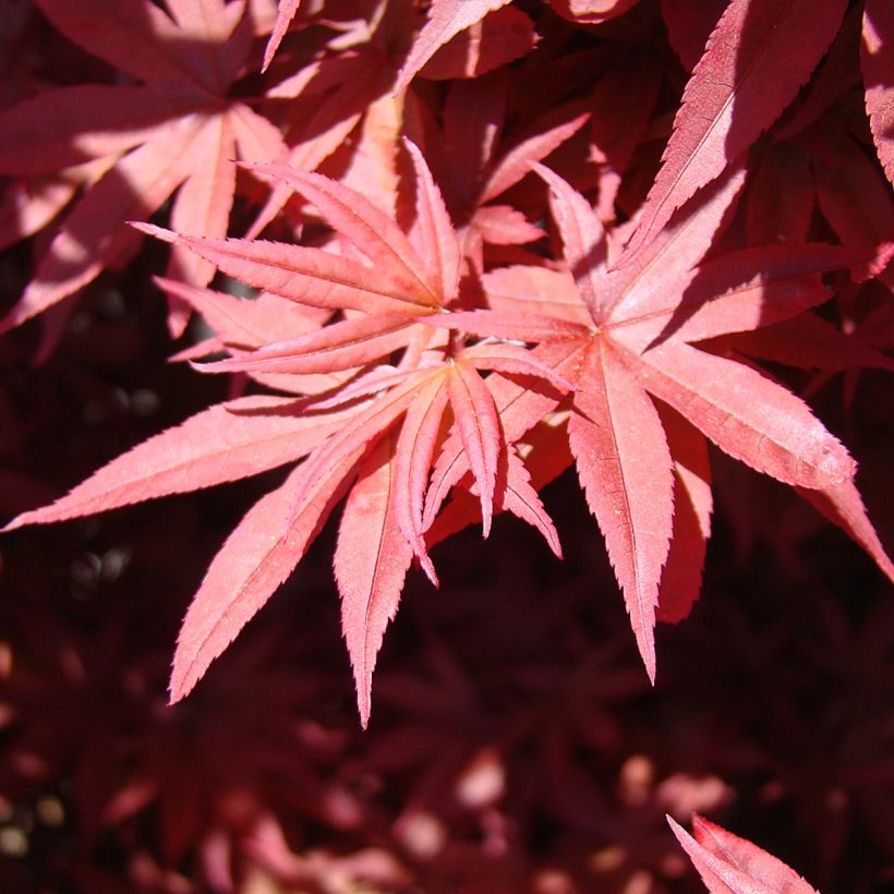 Fächerahorn Twomblys Red Sentinel - Acer palmatum (Laub)