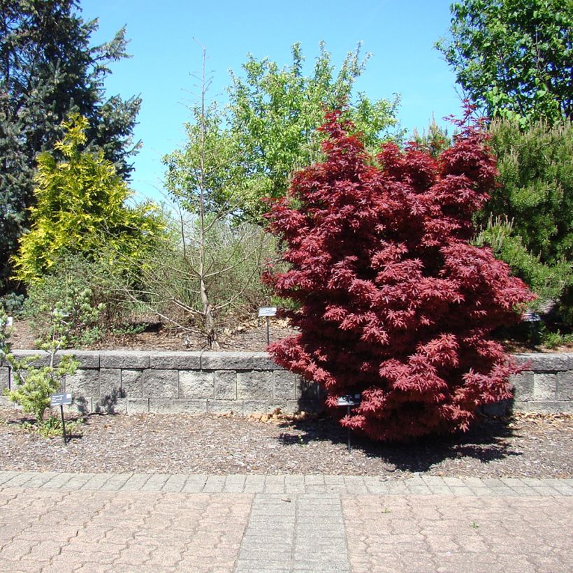 Fächerahorn Twomblys Red Sentinel - Acer palmatum (Hafen)