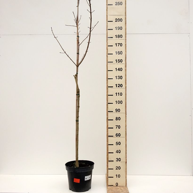 Exemplar von Spitz-Ahorn Maculatum - Acer platanoides Topf mit 12L/15LGelieferte Höhe ca. 220/250cm wie im Winter geliefert