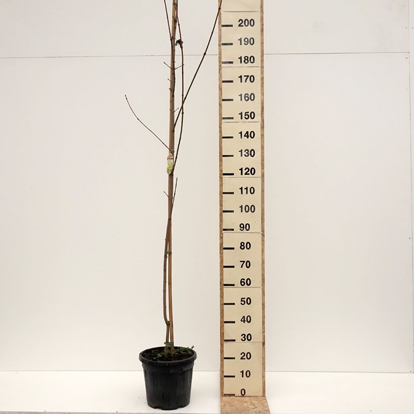 Exemplar von Spitz-Ahorn Prigo Princeton Gold - Acer platanoides Topf mit 20L/25LGelieferte Höhe ca. 250/+cm wie im Winter geliefert