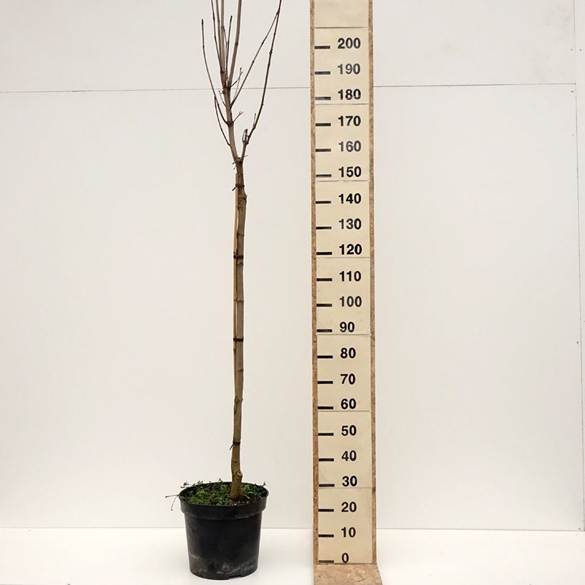 Exemplar von Spitz-Ahorn Stollii - Acer platanoides Topf mit 20L/25LGelieferte Höhe ca. 200/220cm wie im Winter geliefert