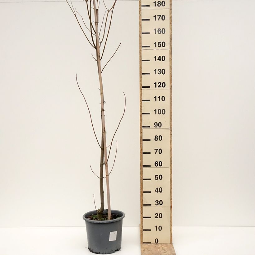 Exemplar von Acer rubrum Armstrong - Érable rouge Pot de 12L/15L wie im Winter geliefert