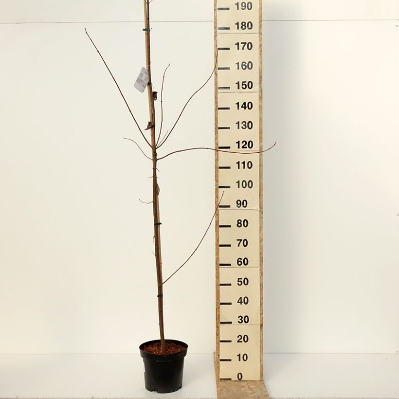 Exemplar von Rot-Ahorn Somerset - Acer rubrum Topf mit 7,5L/10LGelieferte Höhe ca. 220/250cm wie im Winter geliefert