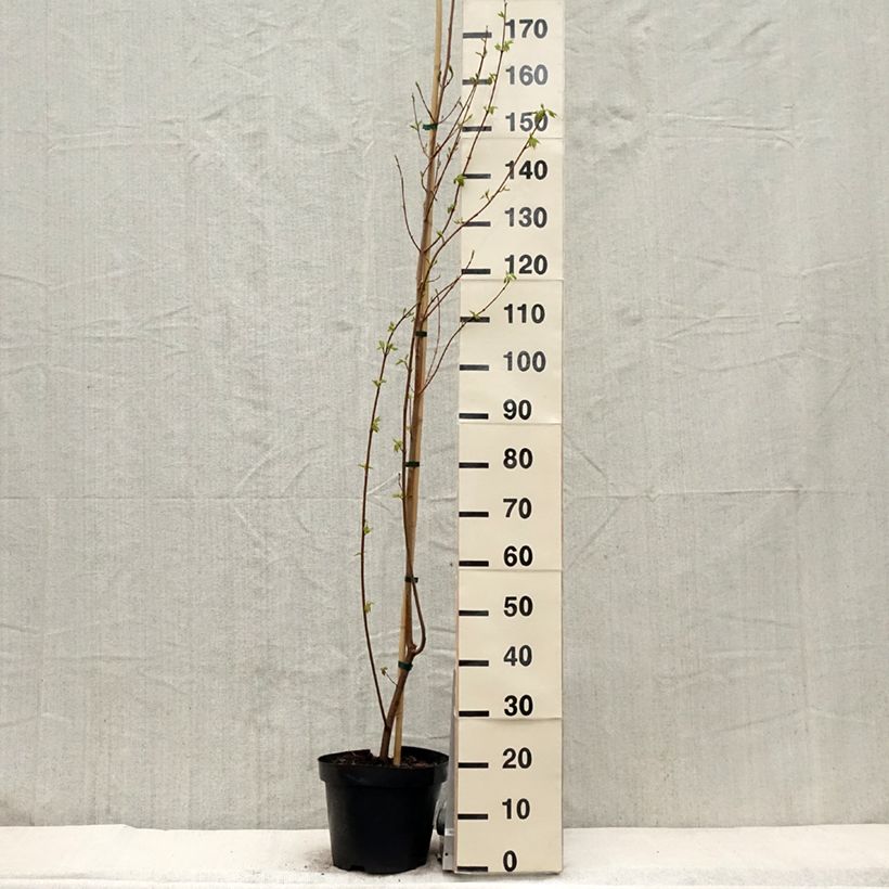 Exemplar von Rot-Ahorn Sun Valley - Acer rubrum Topf mit 7,5L/10LGelieferte Höhe ca. 160/180cm wie im Frühjahr geliefert