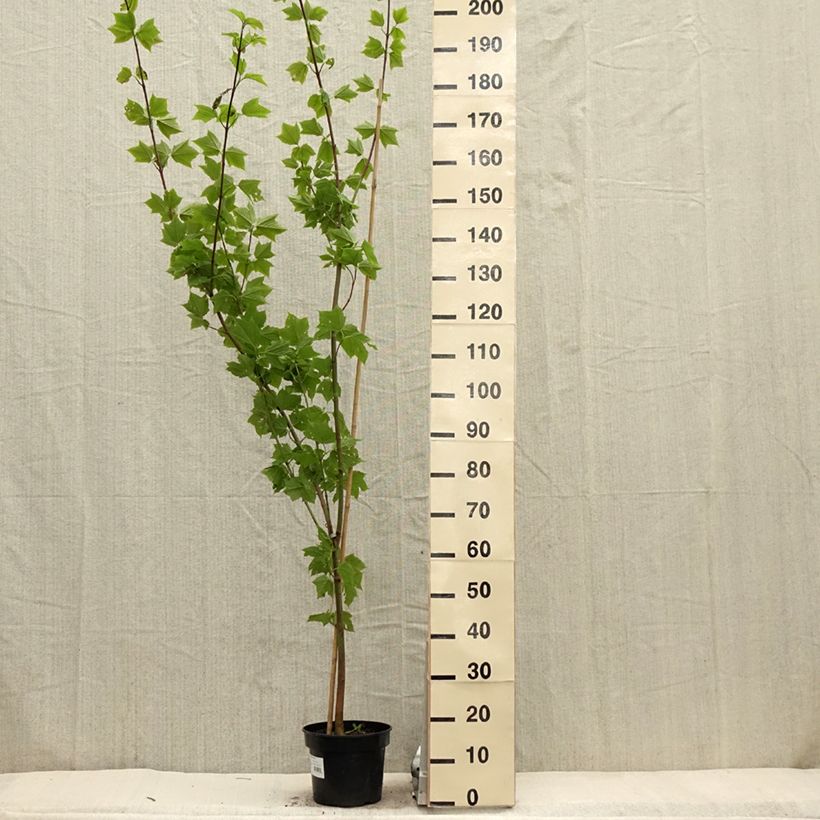 Exemplar von Rotnerviger Schlangenhautahorn - Acer rufinerve Topf mit 4L/5LGelieferte Höhe ca. 100/120cm wie im Frühjahr geliefert