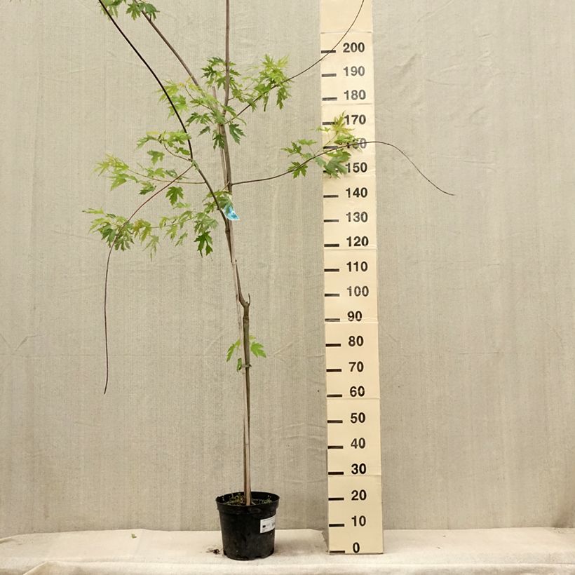 Exemplar von Silber-Ahorn Laciniatum Wieri - Acer saccharinum Topf mit 4L/5LGelieferte Höhe ca. 180/200cm wie im Sommer geliefert