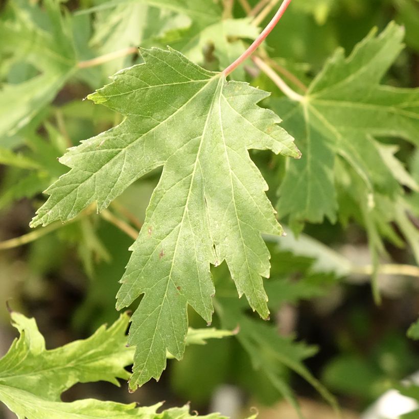 Silber-Ahorn Laciniatum Wieri - Acer saccharinum (Laub)