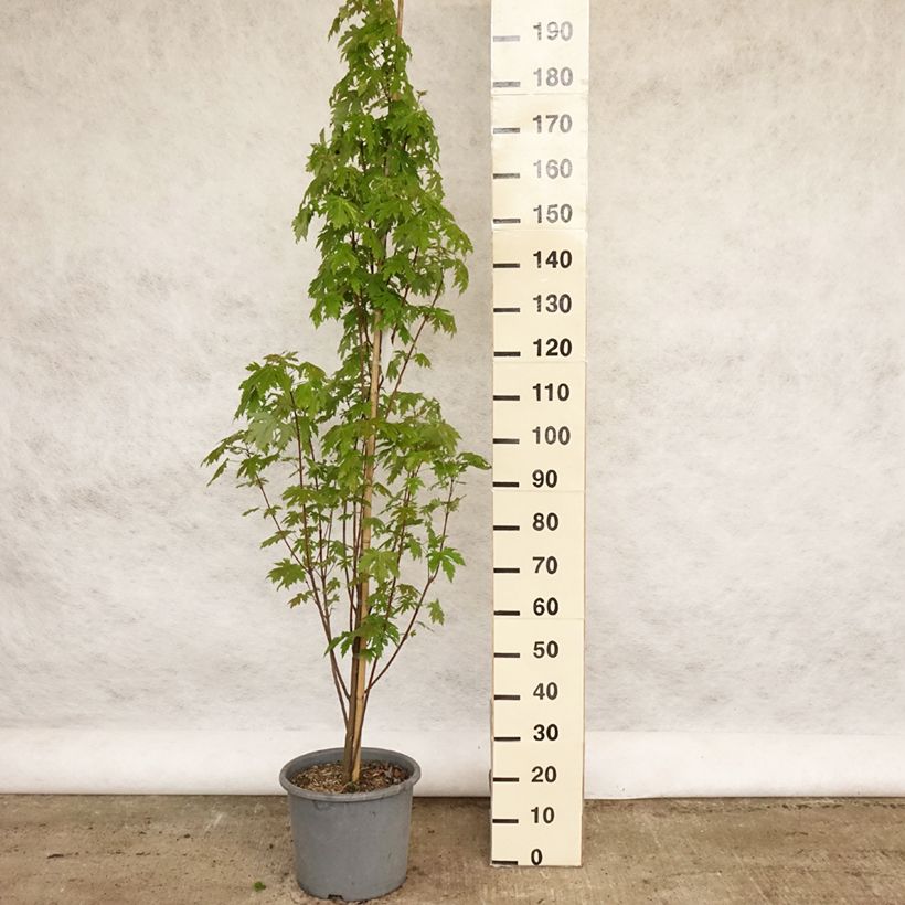 Exemplar von Silber-Ahorn Pyramidale - Acer saccharinum Topf mit 12L/15LGelieferte Höhe ca. 150/175cm wie im Frühjahr geliefert