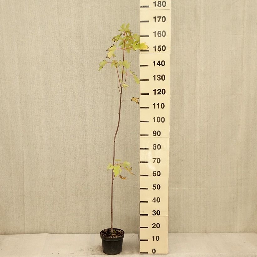 Exemplar von Acer saccharinum Pyramidale - ?rable argent? Pot de 3L/4L wie im Herbst geliefert