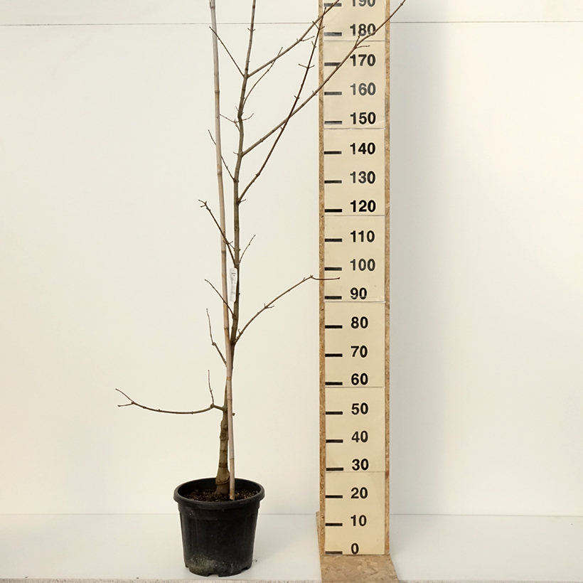 Exemplar von Ahorn Annae - Acer x zoeschense Topf mit 12L/15LGelieferte Höhe ca. 240/+cm wie im Winter geliefert